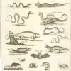 Aspic ptyas, ceraste, basilic, dragon ethiopien, cameléon, dipsade, aspic chelidoine, stelion, crocodile, chauve souris, mygale ou museraigne, scorpion, ophiomacus, attacus, bruchus.