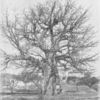 A baobab; The giant of West African flora