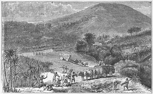 Joseph Peters; or, The negro slave emancipated