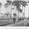 Peuplements de rôniers (Borassus flabelliformis) au Haut-Dahomey.