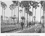Peuplements de rôniers (Borassus flabelliformis) au Haut-Dahomey.