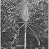 Cameroun. Ravenale au jardin botanique de victoria.