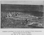Indigènes procédant a la récolte du riz, croissant à l'état subspontané, dans la nappe de crue du Niger.