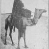 Un suzerain targhi.