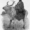 Man riding ox.