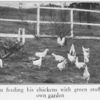 Mr. Washington feeding his chicken with green stuffs raised in his own garden.