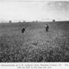 A twenty-acre alfalfa demonstration on J.B. Andrews' farm, Roanoke County, Va. The yield was from four and one half to five tons per acre.