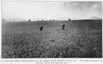 A twenty-acre alfalfa demonstration on J.B. Andrews' farm, Roanoke County, Va. The yield was from four and one half to five tons per acre.