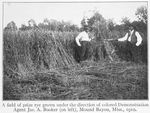 A field of prize rye grown under the direction of colored Demonstration Agent Jas. A. Booker (on left), Mound Bayou, Miss., 1910.