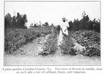 A prize garden, Caroline County, Va.