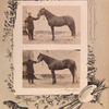 Zavoda g. Buzni. [Two images]