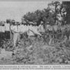 Field demonstration in cultivating cotton; The Negro is naturally a farmer and takes a keen interest in putting to use the better practices learned at demonstration meetings.