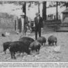 Negro county agricultural agent helping a farmer to select fattening hogs; Negro farmers desire helpful information on specific things that can be put into immediate use with noticeable results; In this respect, demonstration activities have rendered a valuable service in meeting their needs.