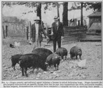 Negro county agricultural agent helping a farmer to select fattening hogs; Negro farmers desire helpful information on specific things that can be put into immediate use with noticeable results; In this respect, demonstration activities have rendered a valuable service in meeting their needs.