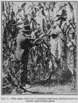 This Negro club boy is learning seed - corn selection from his county agricultural agent.