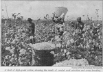 A field of high - grade cotton, showing the result of careful seed selection and cross breeding.