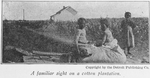 A familiar sight on a cotton plantation.