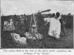 The cotton field at the end of the day's work: weighing the pickings of the "hands".