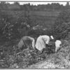 Women often work in the fields.