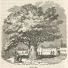 Seybo tree