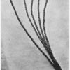 The 'Chicote' or whip made of hippo hide which figures so much in Congo history. It is not unlike the kurbash of the Sudan, but this particular form of whip and its name - chicote - was invented by the Portuguese slave-traders of the eighteenth century.
