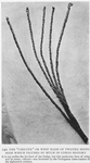 The 'Chicote' or whip made of hippo hide which figures so much in Congo history. It is not unlike the kurbash of the Sudan, but this particular form of whip and its name - chicote - was invented by the Portuguese slave-traders of the eighteenth century.