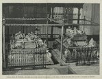 Ferdinand V, of Spain [The Catholic].
