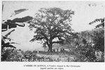 L'arbre de justice, a l'ombre duquel le Roi Christophe jugeait parfois ses sujets.