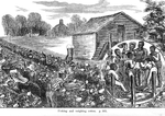 Picking and weighing cotton.