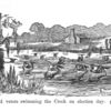 Colored voters swimming the Creek on election day.