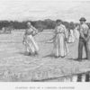 Planting rice on a Carolina plantation.