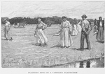 Planting rice on a Carolina plantation.