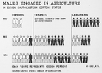 Males engaged in agriculture in seven southeastern cotton states.