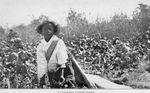 A 7-year-old cotton picker.