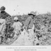 A 12-year-old boy and his 6-year-old sister picking cotton; the former worked 12, the latter 8 hours a day.