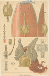 Détails des costumes
