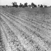 Plantation buildings