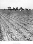 Plantation buildings