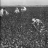 Pickers at work