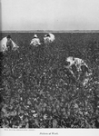 Pickers at work