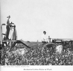 Mechanical cotton picker at work
