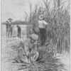 In the field where sugar cane grows