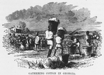 Gathering cotton in Georgia.