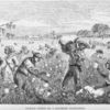 Picking cotton on a southern plantation.