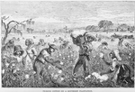 Picking cotton on a southern plantation.