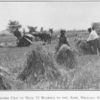A record crop of oats; 72 bushels to the acre; Okolona School; [Okolona, Mississippi.]