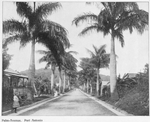 Palm Avenue, Port Antonio.