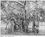 Banyan tree, Kingston Park.