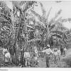 Banana plantation.