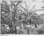 Banana plantation.